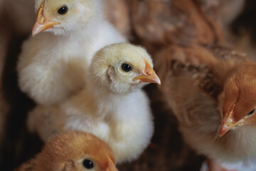 Group of chicks on a farm in Poland