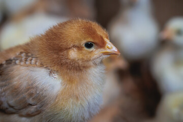 Chick on a chicken farm in Poland