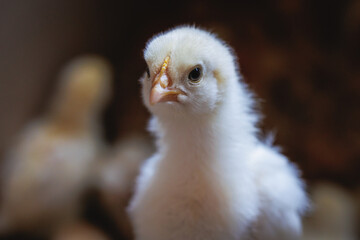 White chick on a farm in Poland