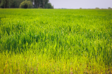 Fresh field in Wegrow County, Masovian Province in Poland