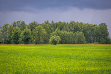 Fototapeta premium Landscape in Wegrow County, Masovian Voivodeship of Poland