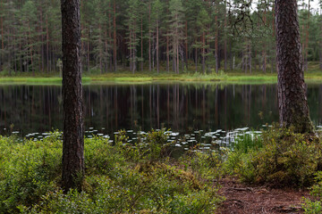 Serene forest pond in summer with focus on the pine tree trunk in the foreground. Loppi, Finland