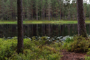 Serene forest pond in summer with focus on the pine tree trunk in the foreground. Loppi, Finland
