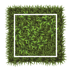 Green grass square. Ground cover plants background texture. Design for card, banner. Piece grasses for you design