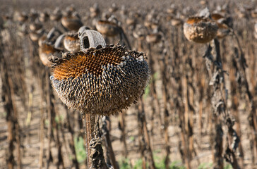 Feld mit vertrockneten Sonnenblumen
