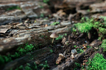 Forest in Autumn