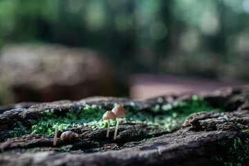 Forest in Autumn