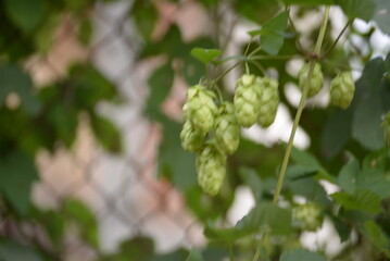 hops, beer, varieties dominated by herbal, spicy and citrus tones, alpha acids, beta acids, oils,...