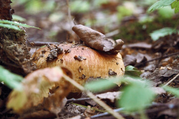 Forest edible mushrooms among dry and green leaves. Selective soft selective focus. Mushroom places
