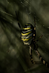 Macro closeup of wasp spider in spiderweb
