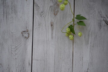 flowers, hop cones on a gray fence background, green hop branches with cones, ripe hop fruits