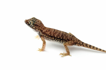 Sand gecko closeup on white background, Sand gecko on isolated white background