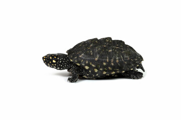 Black pond turtle or Geoclemys hamiltonii turtle closeup from side view