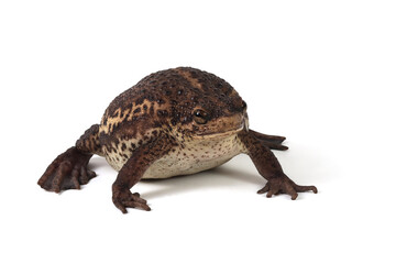 Pseudo subasper toad isolated on white background