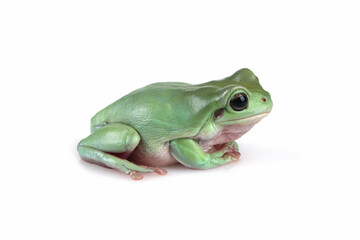 Dumpy frog "litoria caerulea"  closeup on white background, Frog Closeup on isolated background