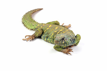 Uromastyx ornata closeup on isolated background, Uromastyx ornata lizard closeup