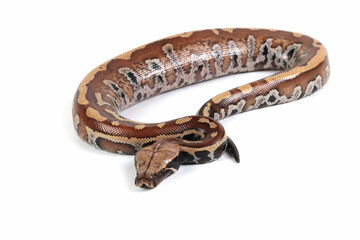 Blood python closeup on isolated background, blood python on white background