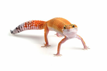 Leopard gecko closeup on isolated white background, Leopard gecko closeup