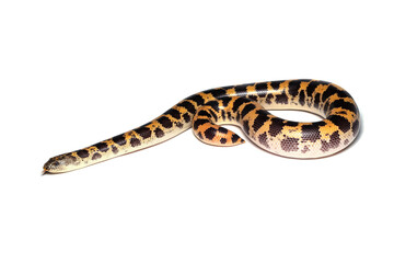 Sand boa snake closeup on isolated background, Sand boa snake closeup