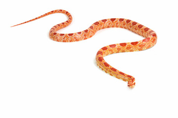 Obraz premium Amel het anery corn snake crawling on isolated background, amel het anery corn snake closeup