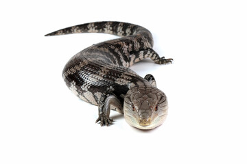 Irian jaya blue tongue skink closeup on isolated background