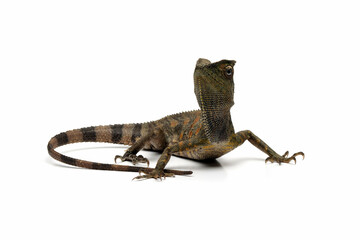 Forest dragon Lizard male isolated on white background, Fores dragon closeup