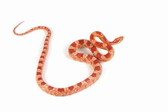 Amel het anery corn snake crawling on isolated background, amel het anery corn snake closeup