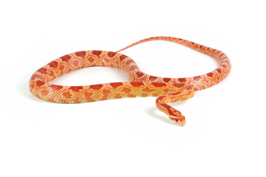 Amel het anery corn snake crawling on isolated background, amel het anery corn snake closeup