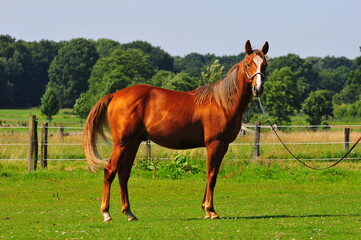 Obraz premium Horse on a green meadow