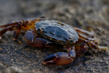 Macro close up of dead Carcinus maenas (common beach crab) with selective focus and selective blur