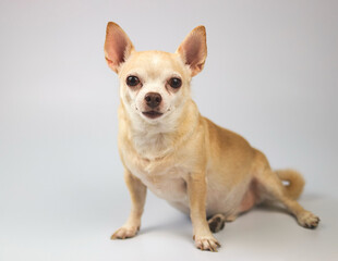 healthy brown  short hair chihuahua dog, sitting on white background, looking at camera, isolated.