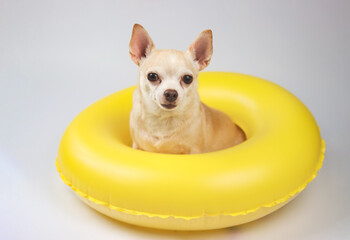 cute brown short hair chihuahua dog  sitting  in yellow  swimming ring, isolated on white background.