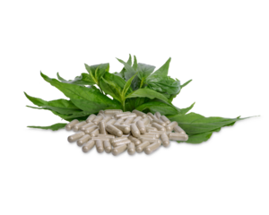 Andrographis Paniculata Capsules with leaves isolated on transparent background. (.PNG)