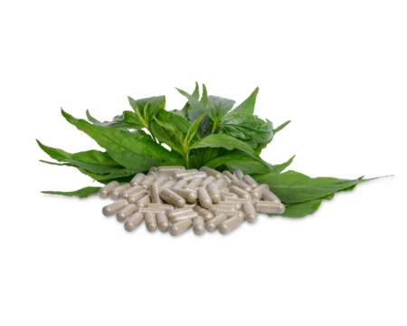 Andrographis Paniculata Capsules with leaves isolated on transparent background. (.PNG)