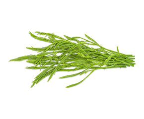 Climbing Wattle, Acacia, Cha-om, Acacia pennata (L.) Willd. isolate on transparent background. (.PNG)