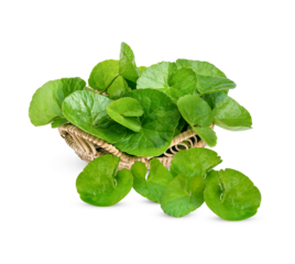 Centella asiatica, Asiatic Pennywort isolated on transparent background. (.PNG)