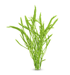 Fototapeta premium Climbing Wattle, Acacia, Cha-om, Acacia pennata (L.) Willd. isolate on transparent background. (.PNG)