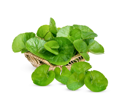 Centella asiatica, Asiatic Pennywort isolated on transparent background. (.PNG)