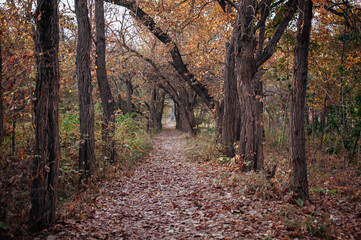 Autumn Park. Fallen leaves in the forest. Walkway in the park.