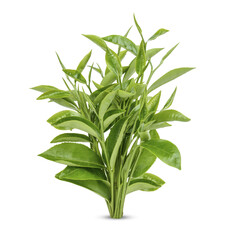Green tea leaves isolated on transparent background. (.PNG)