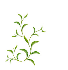 Art pattern  green tea leaves on transparent background. (.PNG)
