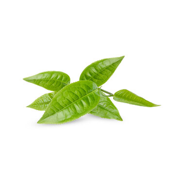 Green tea leaves isolated on transparent background. (.PNG)