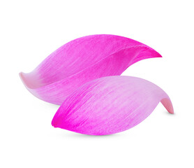 Lotus petal isolated on transparent background. (.PNG)