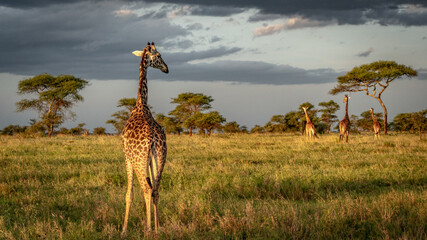 giraffe at sunset at serengeti national park tansania africa