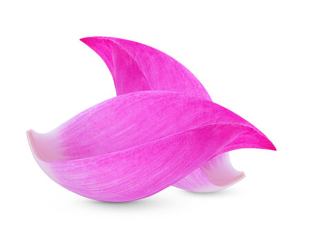 Lotus petal isolated on transparent background. (.PNG)