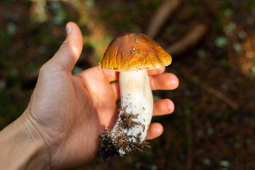 Beautiful boletus mushroom in hand, picking up porcini mushrooms in the Italian wood 
