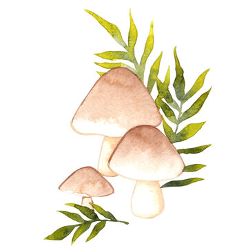 Honey fungus, shitake mushroom with fern watercolor illustration for decoration on mythical plant and forest.