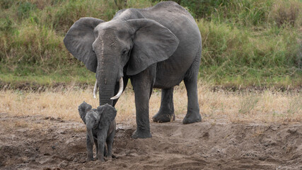 parent and baby elephant at water place at serengeti national park tansania africa - obrazy, fototapety, plakaty