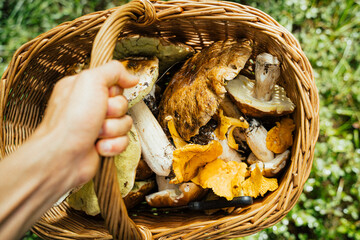 Beautiful boletus mushroom in hand, picking up porcini mushrooms in the Italian wood  - obrazy, fototapety, plakaty