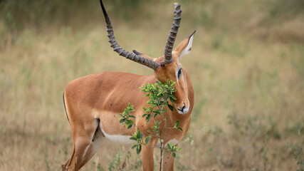 anteplope with broken horn scratching itchy at plant at serengeti national park tansania africa